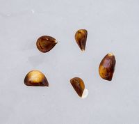 Maglemer Apple seeds